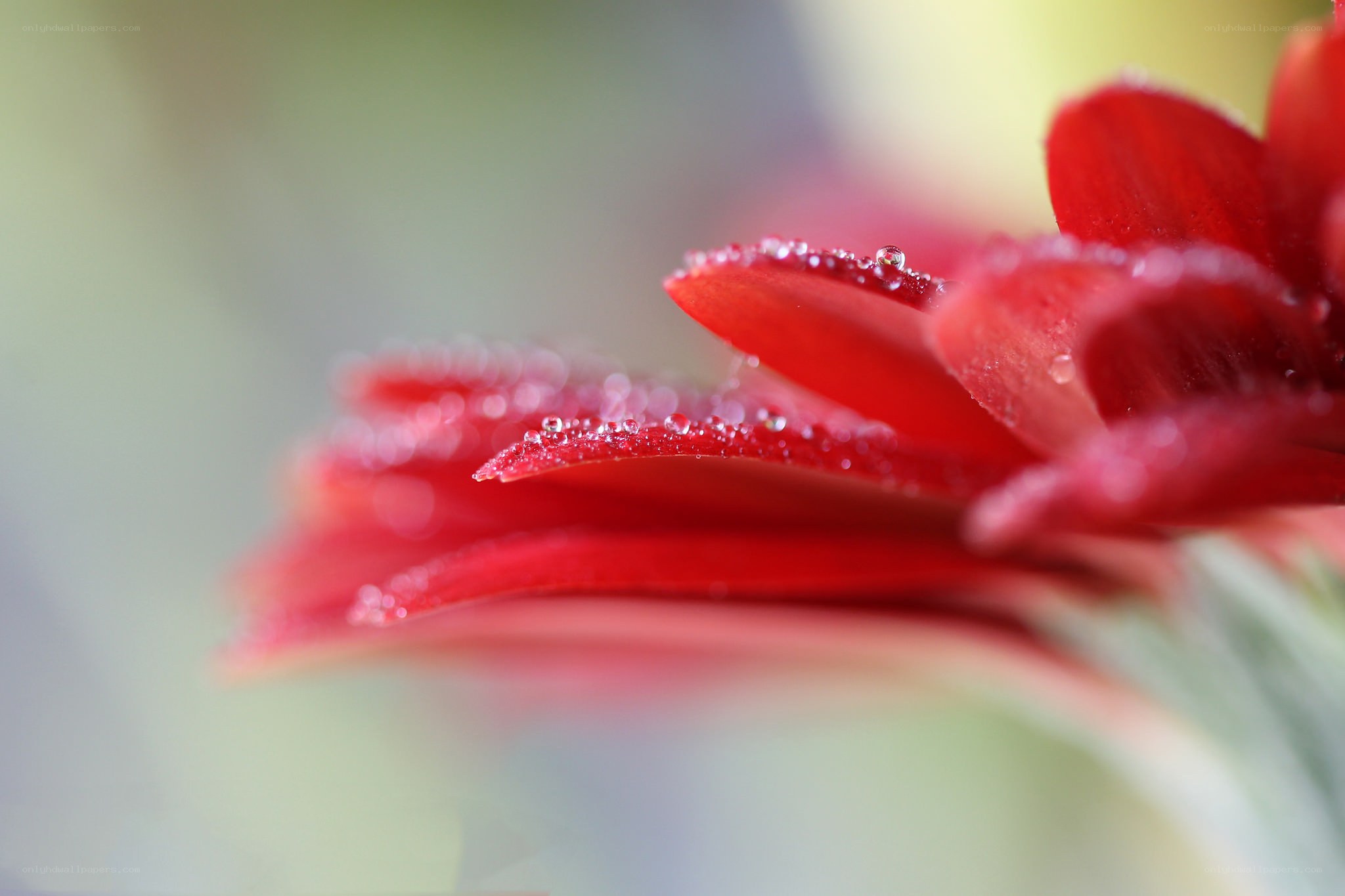 Red flower with dew drops