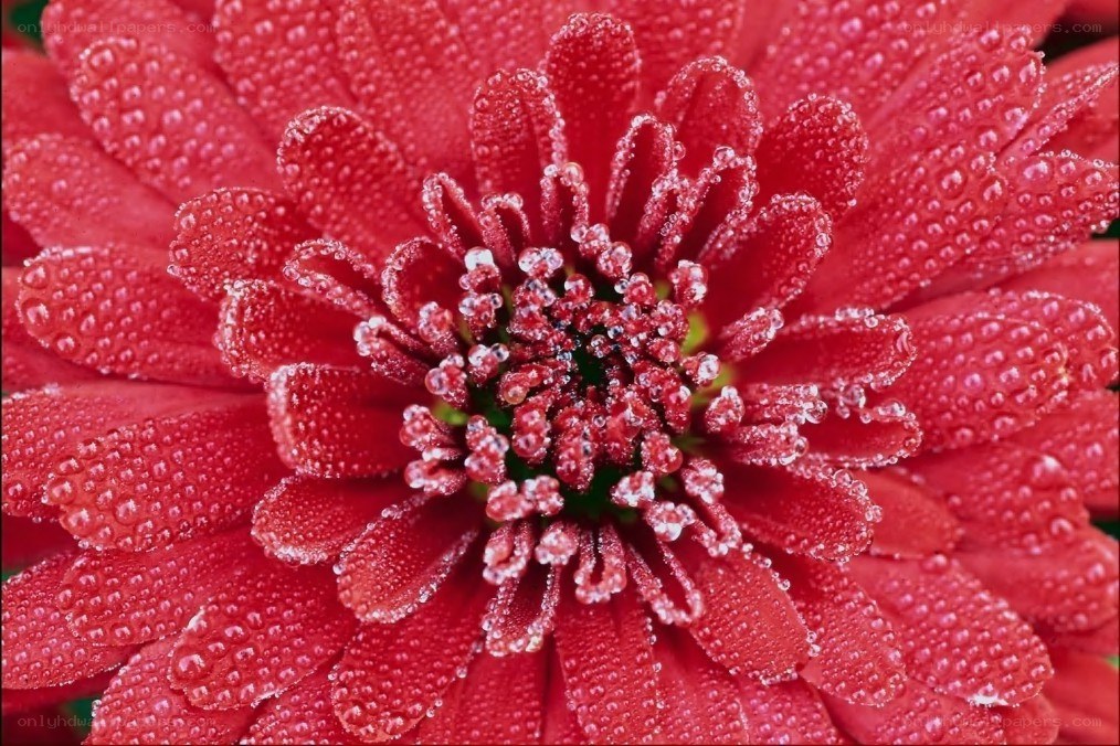 Red flower with dew drops
