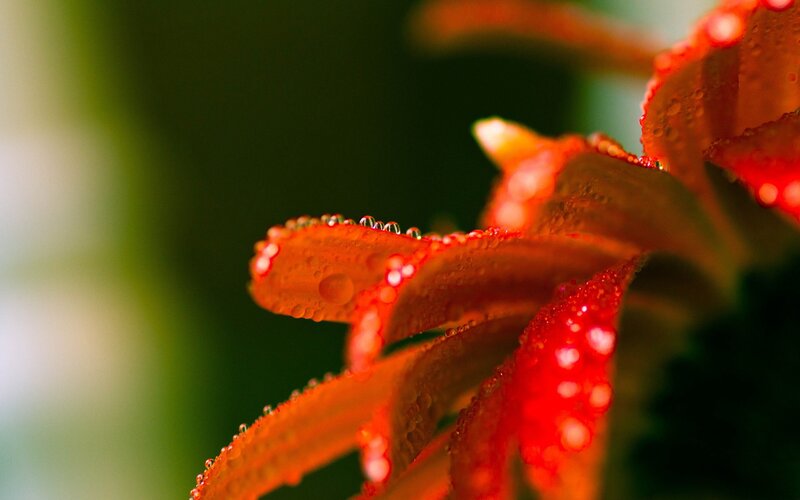 Red flower with dew drops