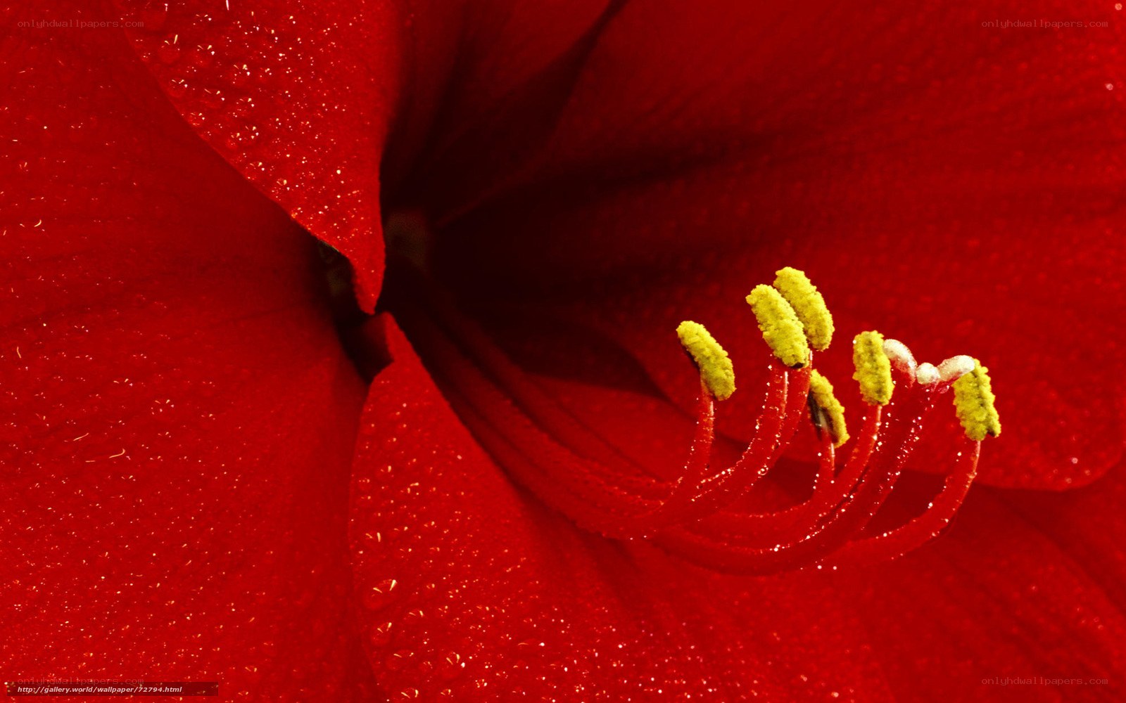Red flower with dew drops