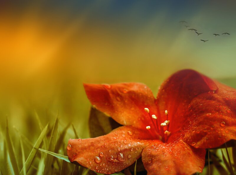 Red Flower with Dew — Serene
