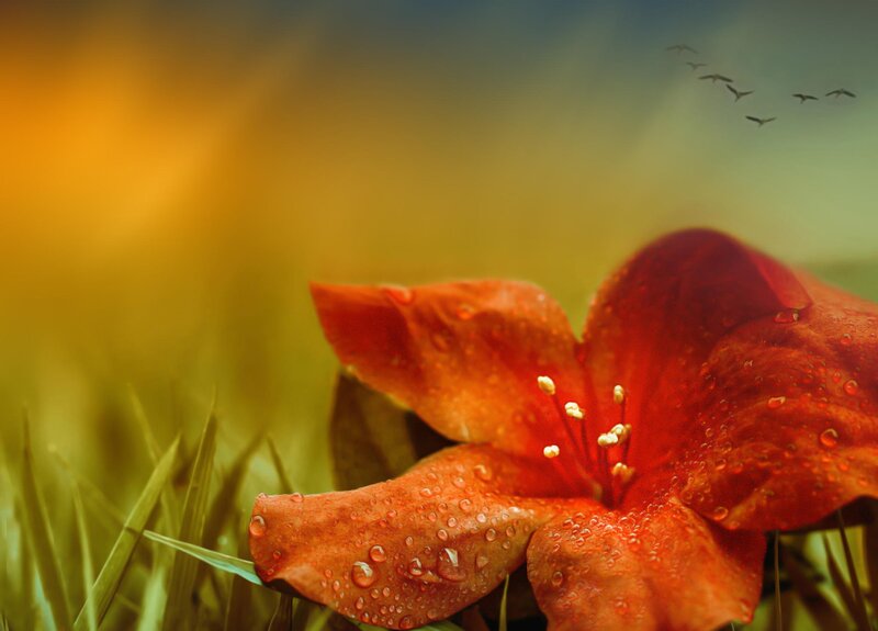 Red Flower with Dew