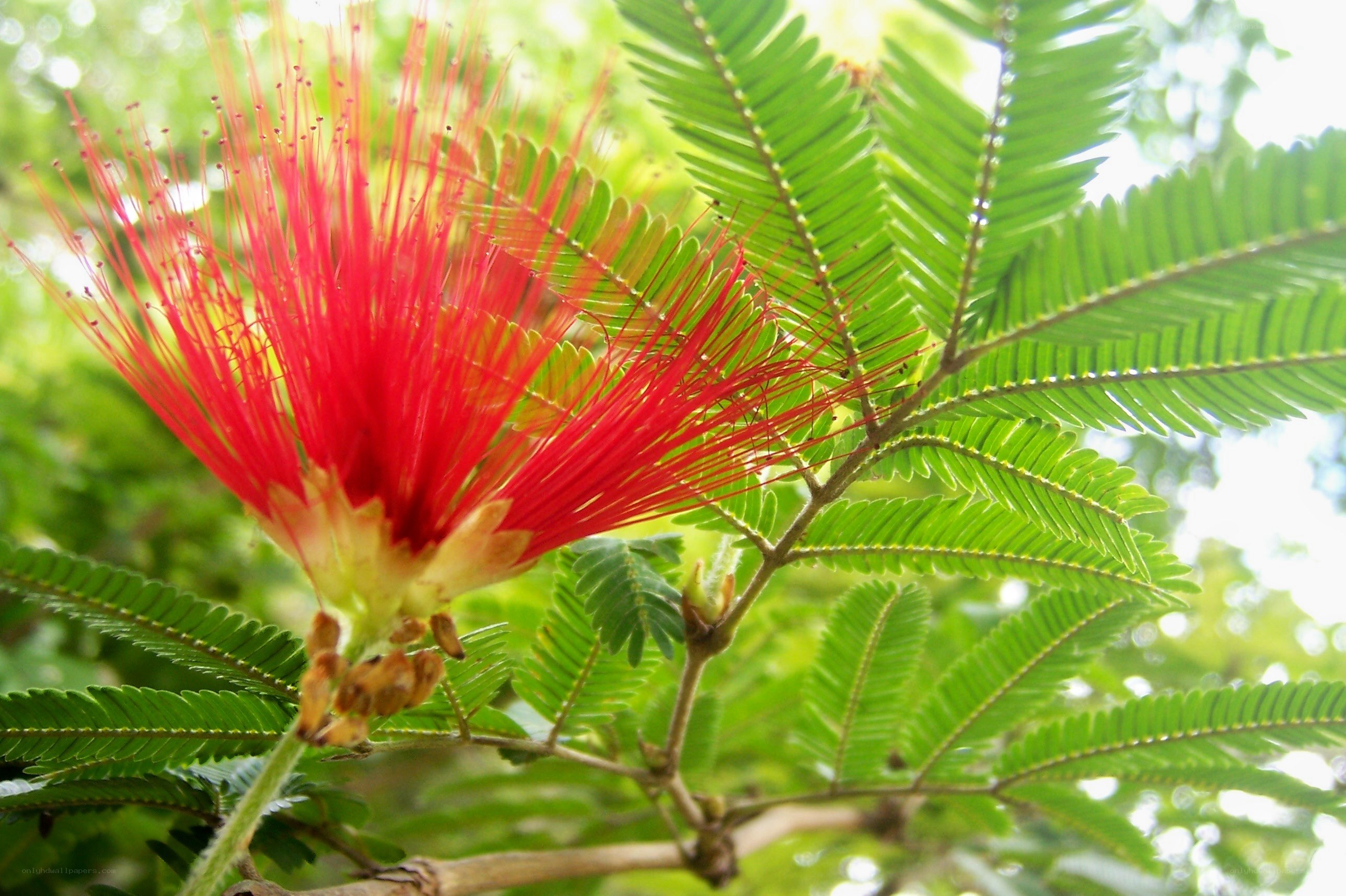 Red flower with feathery stamens