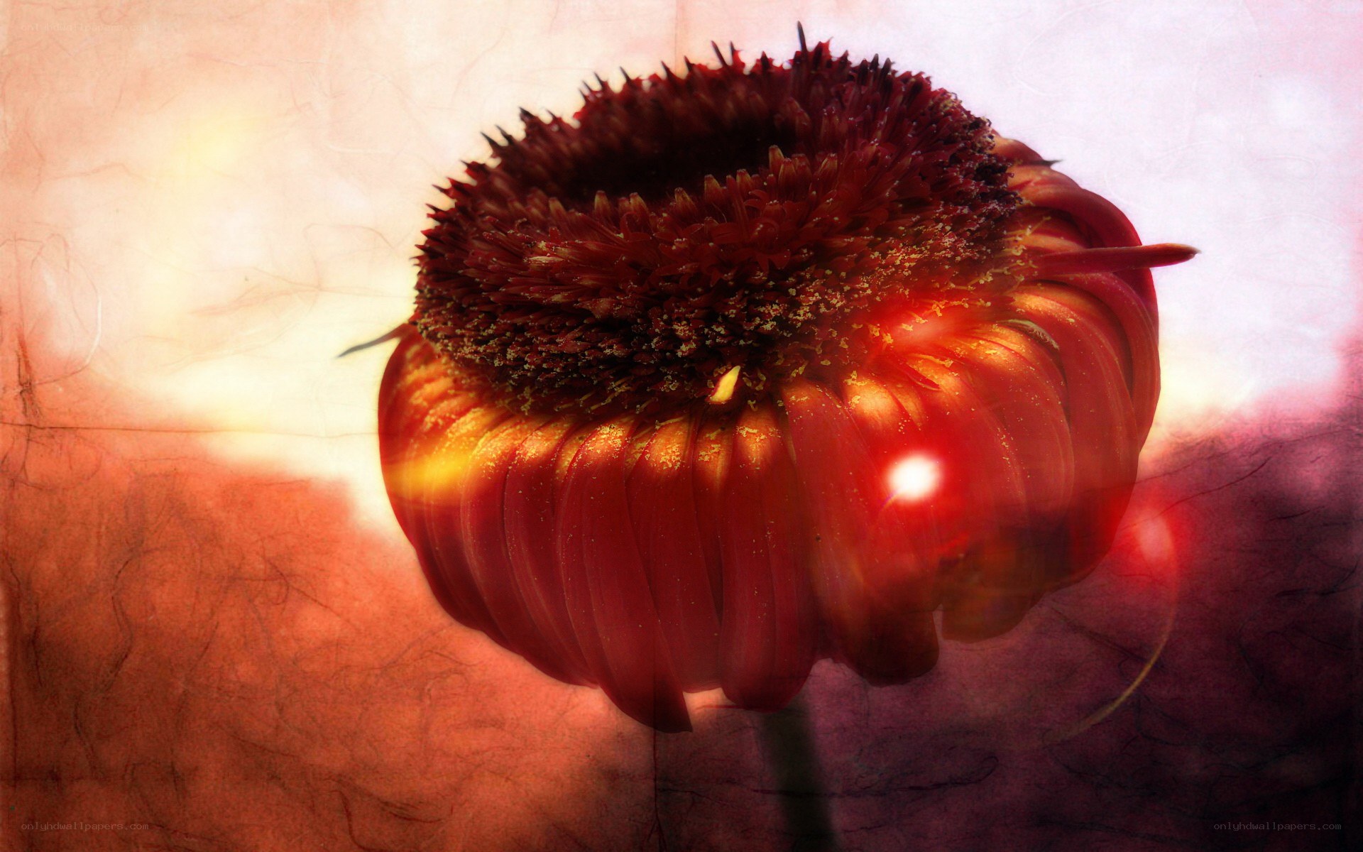 Red flower with glowing center