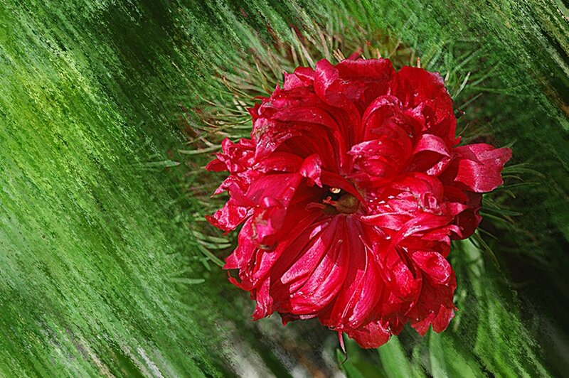 Red flower with green background