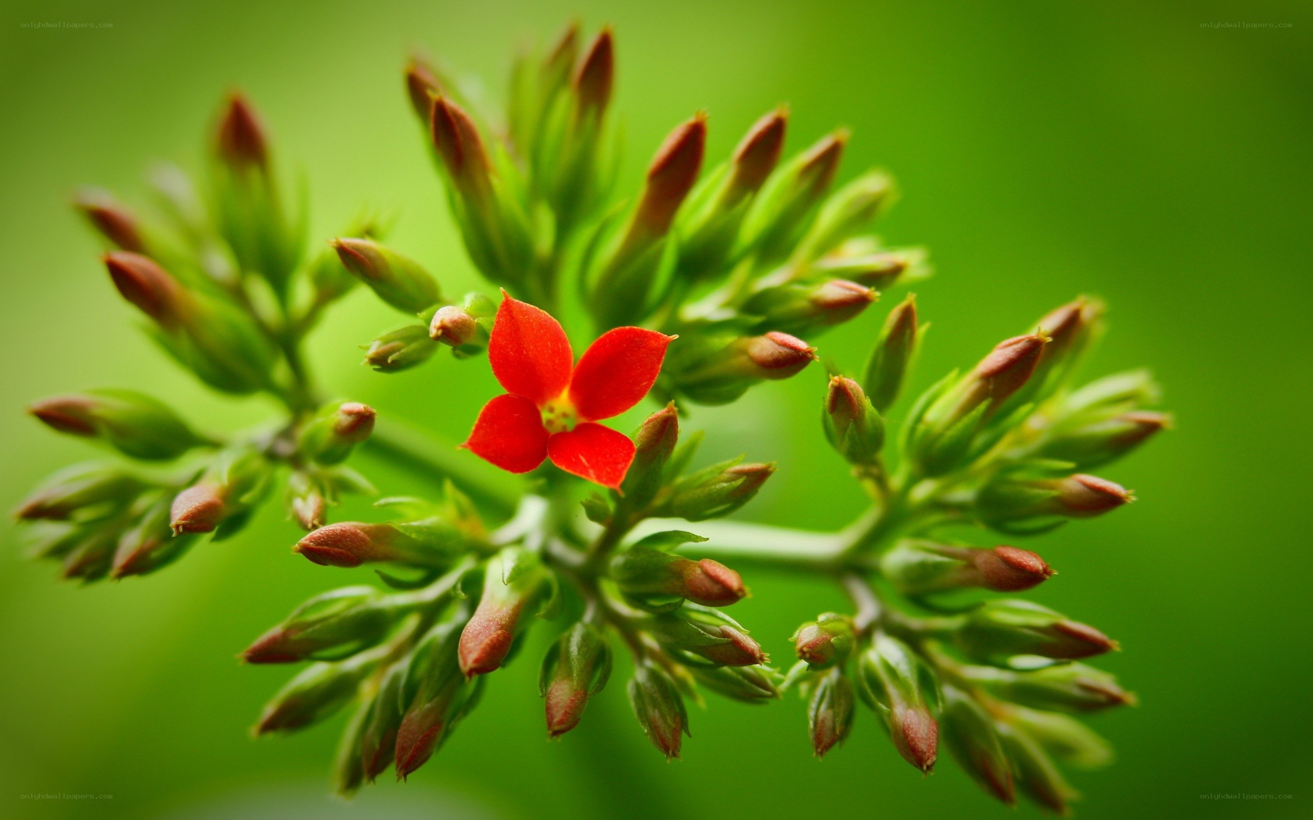 Red flower with green buds