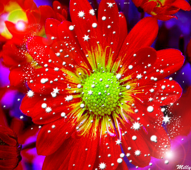 Red Flower with Green Center