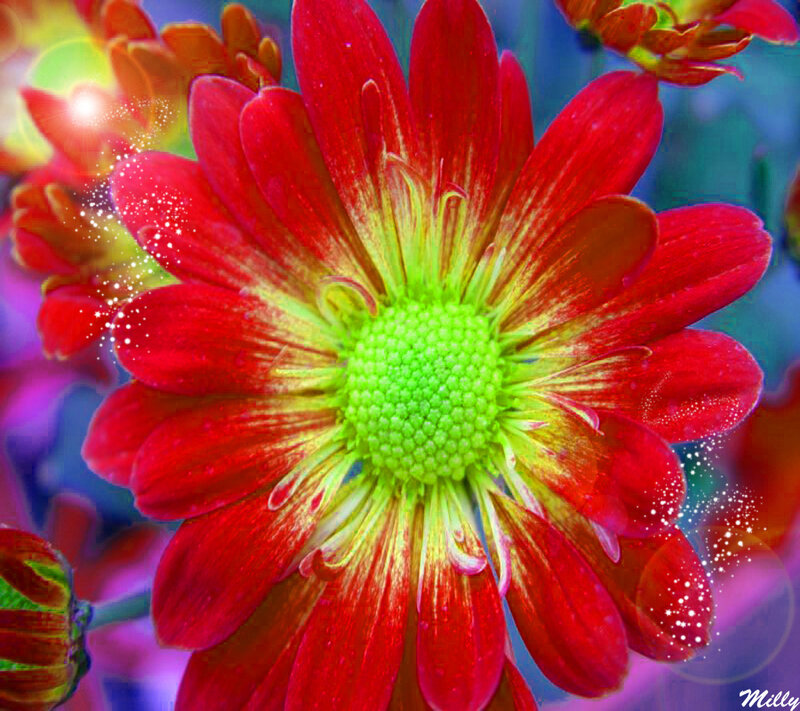Red Flower with Green Center — Vibrant