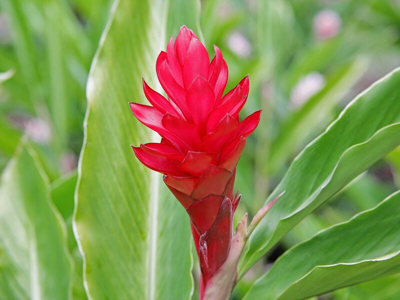 Red flower with green leaves