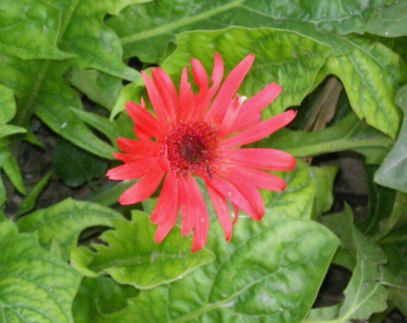 Red flower with green leaves