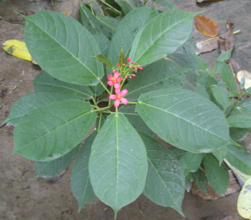 red flower with green leaves