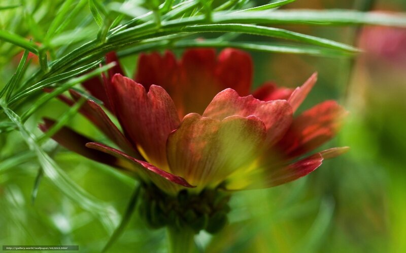 Red flower with green leaves