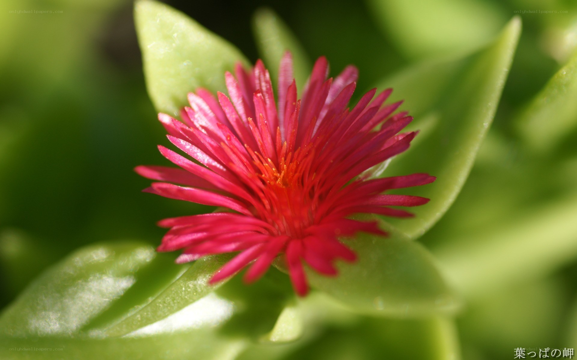 Red flower with green leaves