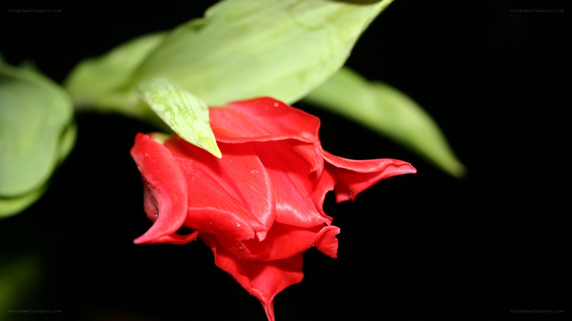 Red flower with green leaves