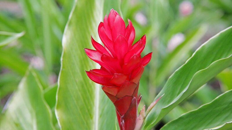 Red flower with green leaves