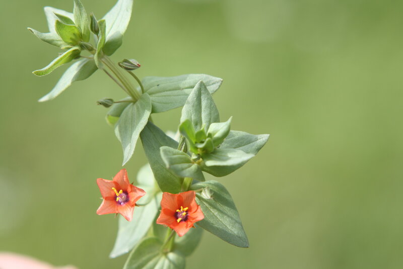 Red Flower with Green Leaves — Calm, Afternoon