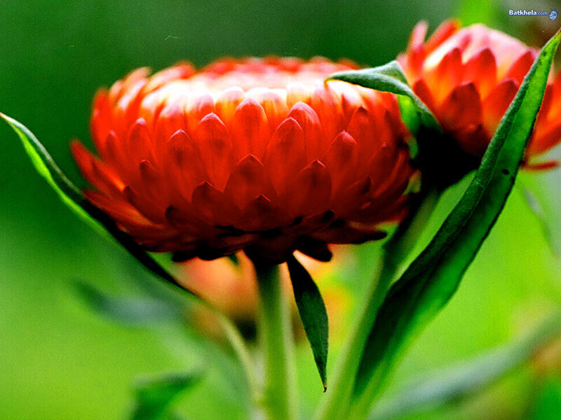Red Flower with Green Leaves — Calm