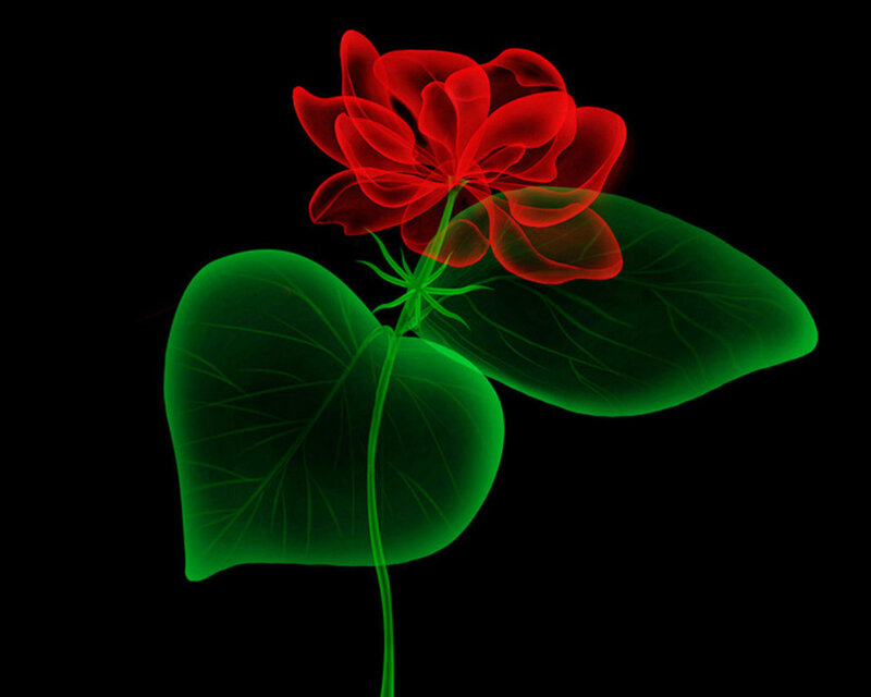 Red Flower with Green Leaves — Dramatic, Digital Art, Stem