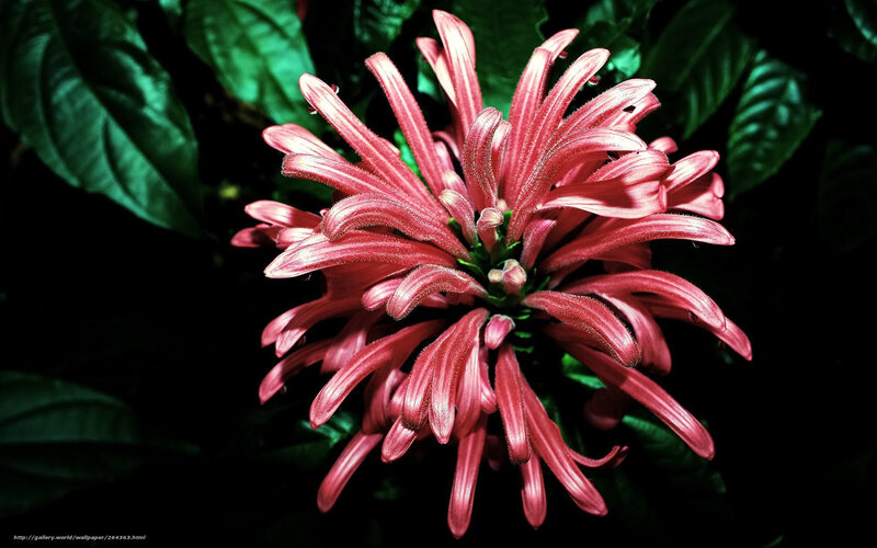 Red Flower with Green Leaves — Dramatic, Photograph