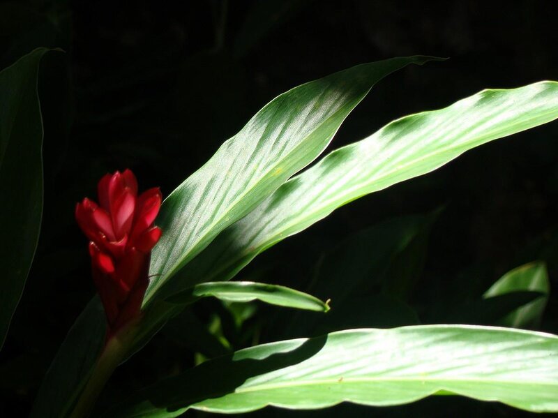 Red Flower with Green Leaves — Dramatic