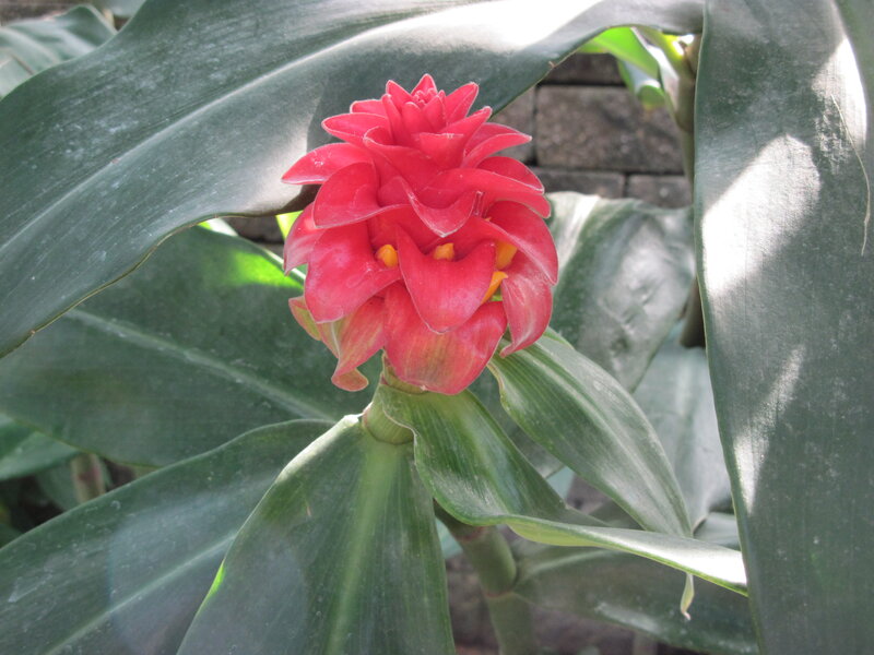 Red Flower with Green Leaves — Natural, Afternoon, Photograph, Brick Wall
