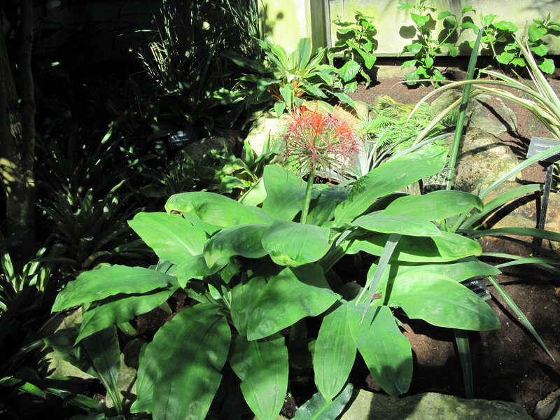 Red Flower with Green Leaves — Natural, Afternoon, Photograph
