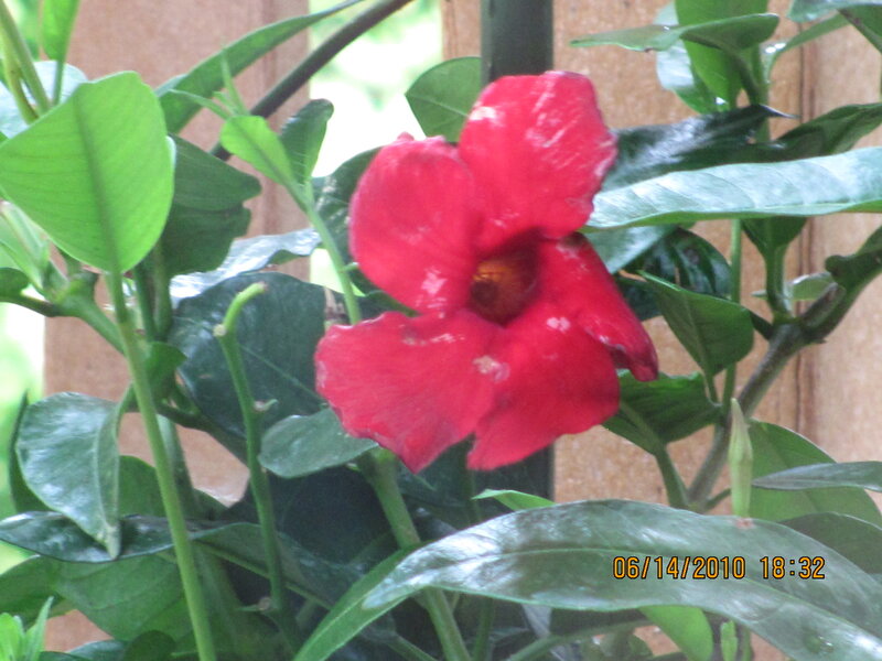 Red Flower with Green Leaves — Natural, Afternoon, Photograph, Wooden Wall
