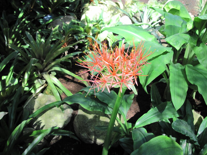 Red Flower with Green Leaves — Natural, Afternoon