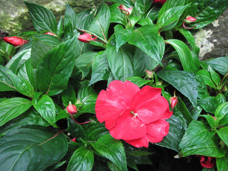 Red Flower with Green Leaves — Natural, Photograph, Buds