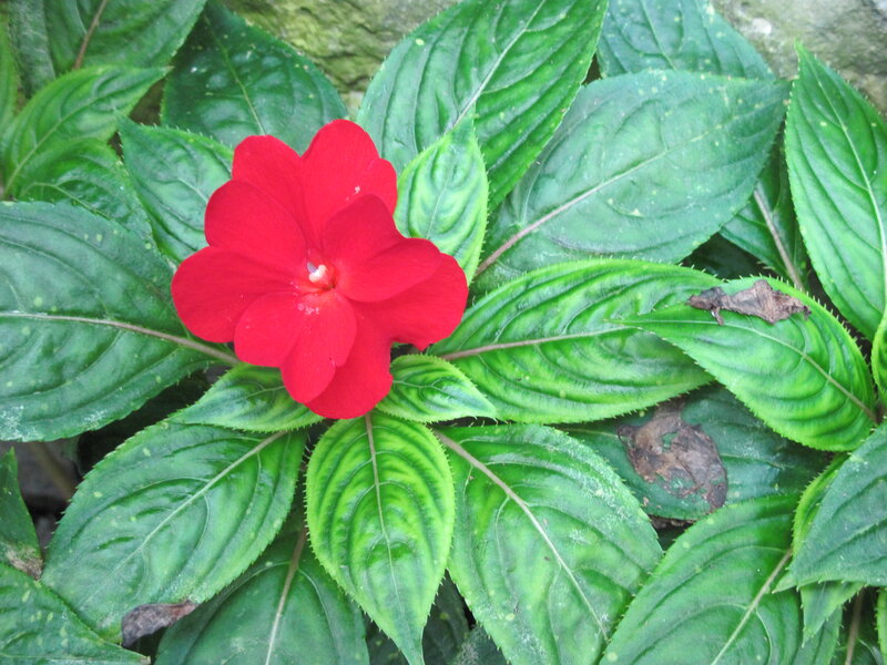 Red Flower with Green Leaves — Natural, Photograph, Stone