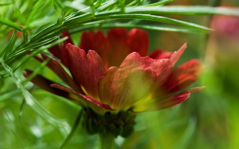 Red Flower with Green Leaves — Natural, Spring, Photograph