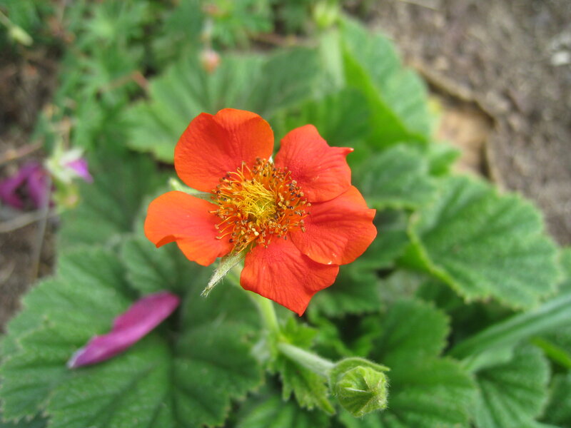 Red Flower with Green Leaves — Natural, Spring