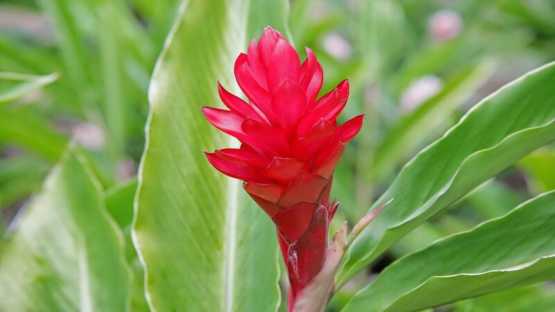 Red Flower with Green Leaves — Natural