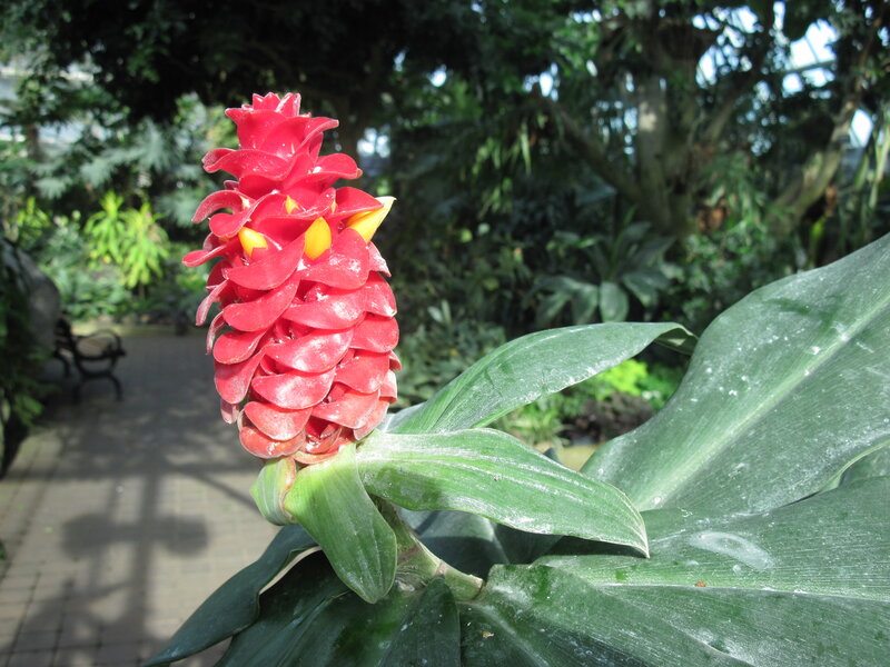 Red Flower with Green Leaves — Serene, Afternoon, Photograph, Bench