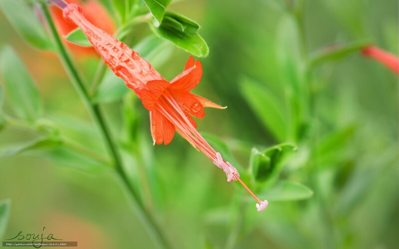Red Flower with Green Leaves — Serene, Photograph