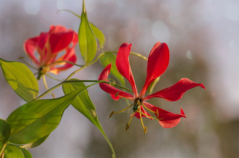 Red Flower with Green Leaves — Serene, Sunset