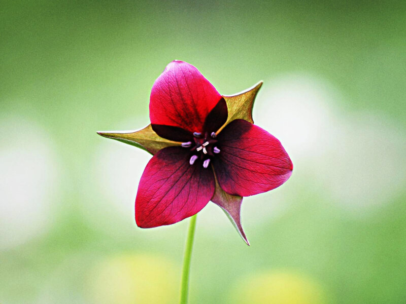 Red Flower with Green Leaves — Serene