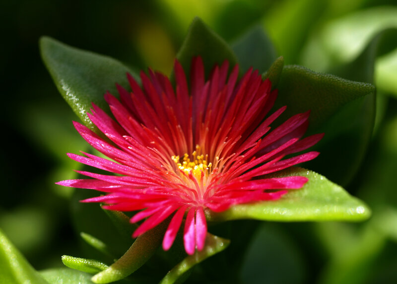 Red Flower with Green Leaves — Vibrant, Afternoon