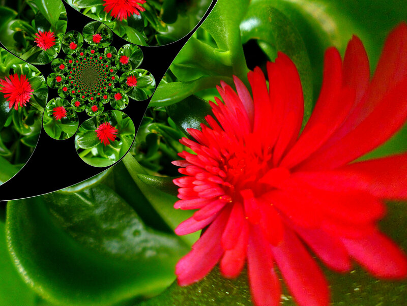 Red Flower with Green Leaves — Vibrant
