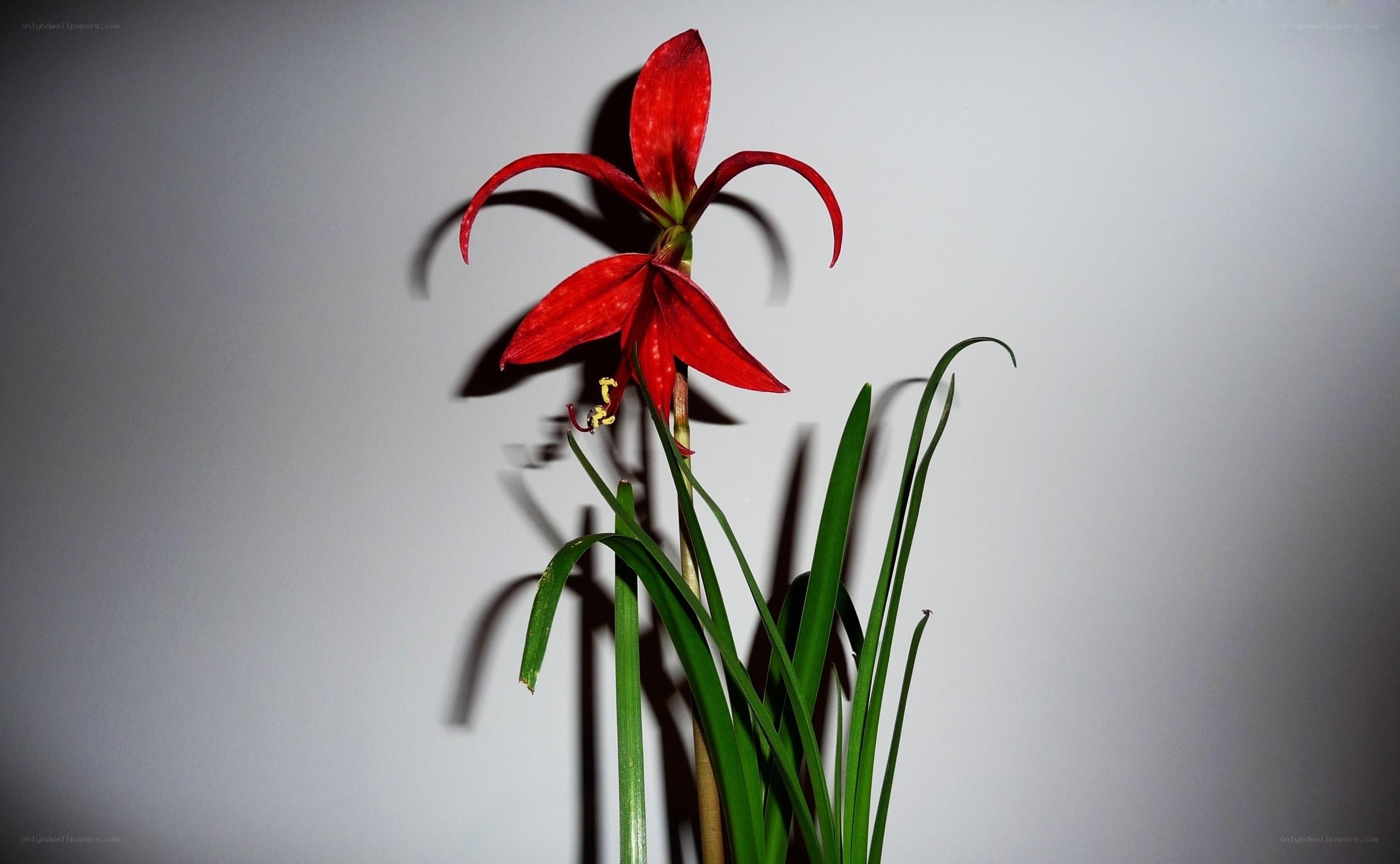 Red flower with green leaves
