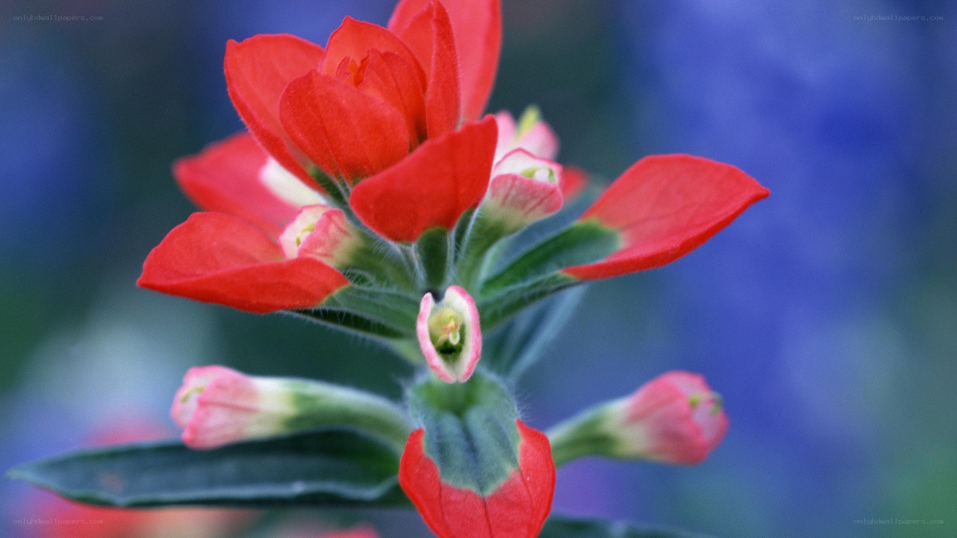 Red flower with green stem