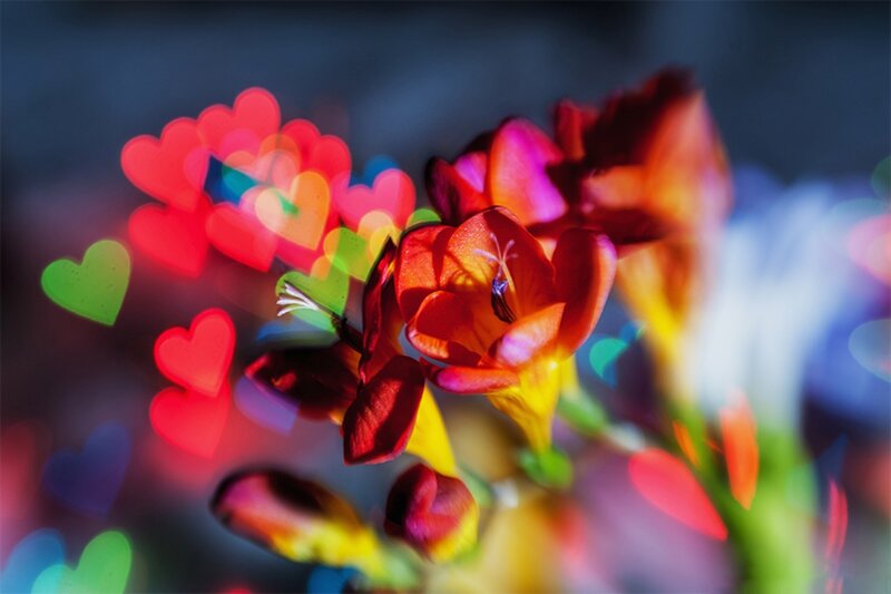 Red Flower with Heart Bokeh