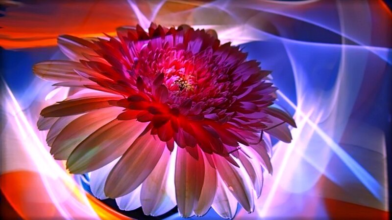 Red Flower with Light Effects — Dramatic