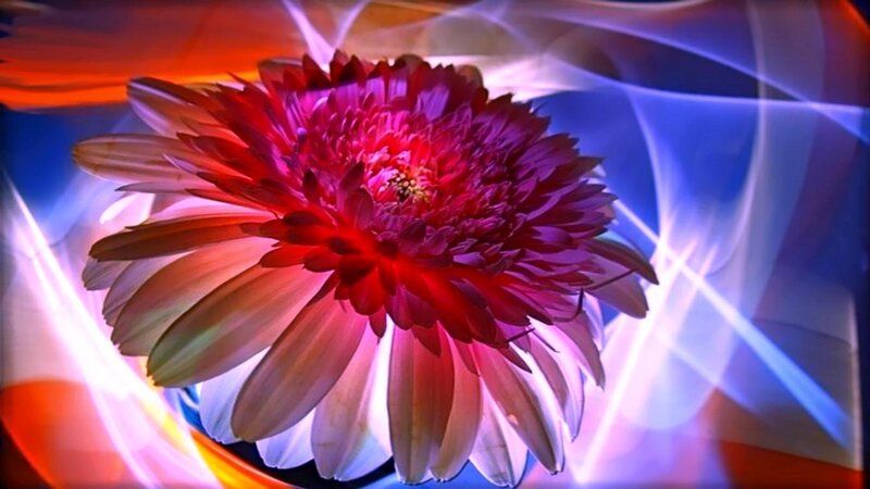 Red Flower with Light Effects
