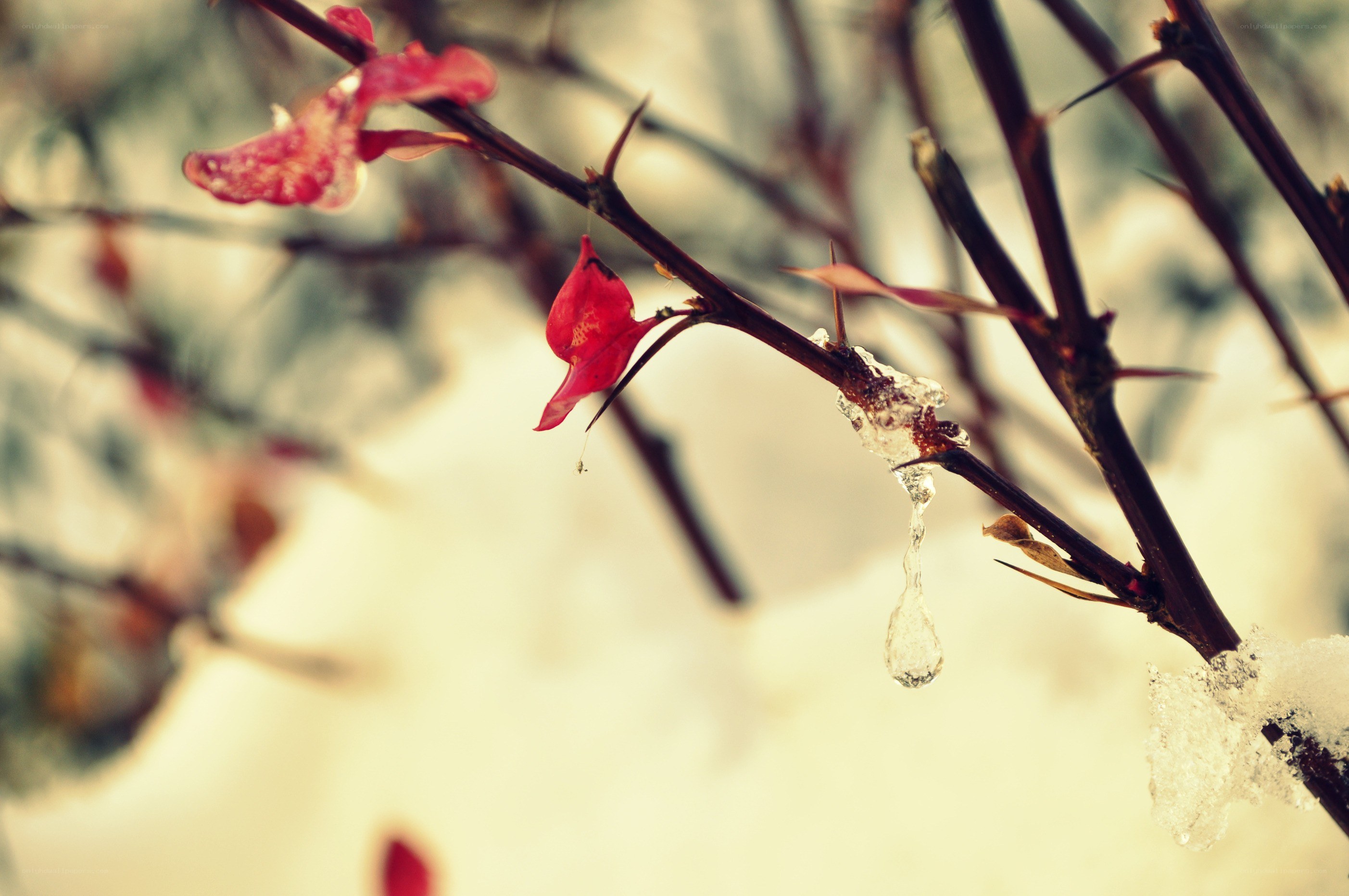 Red flower with melting ice