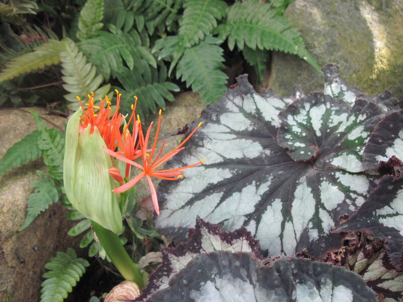 Red Flower with Patterned Leaves