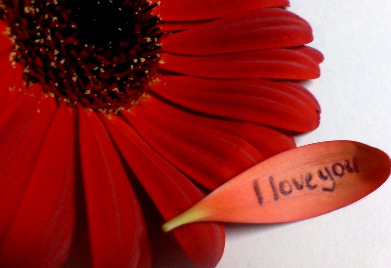 Red Flower with Petal
