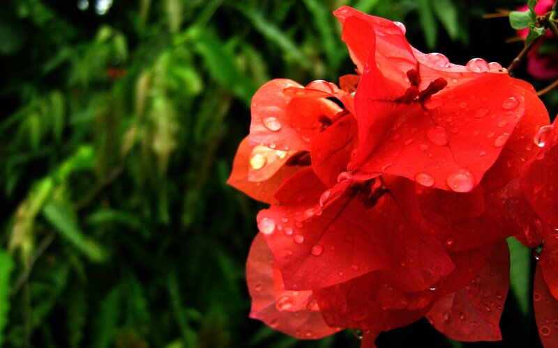 Red flower with raindrops