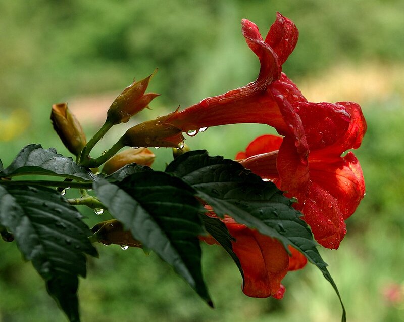 Red flower with raindrops