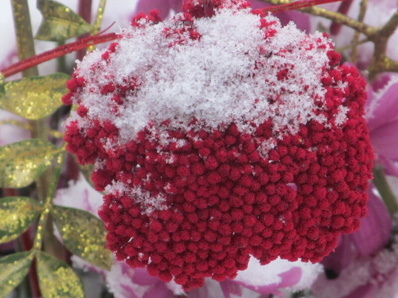 Red Flower with Snow